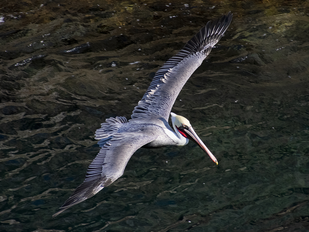 A pelican in flight