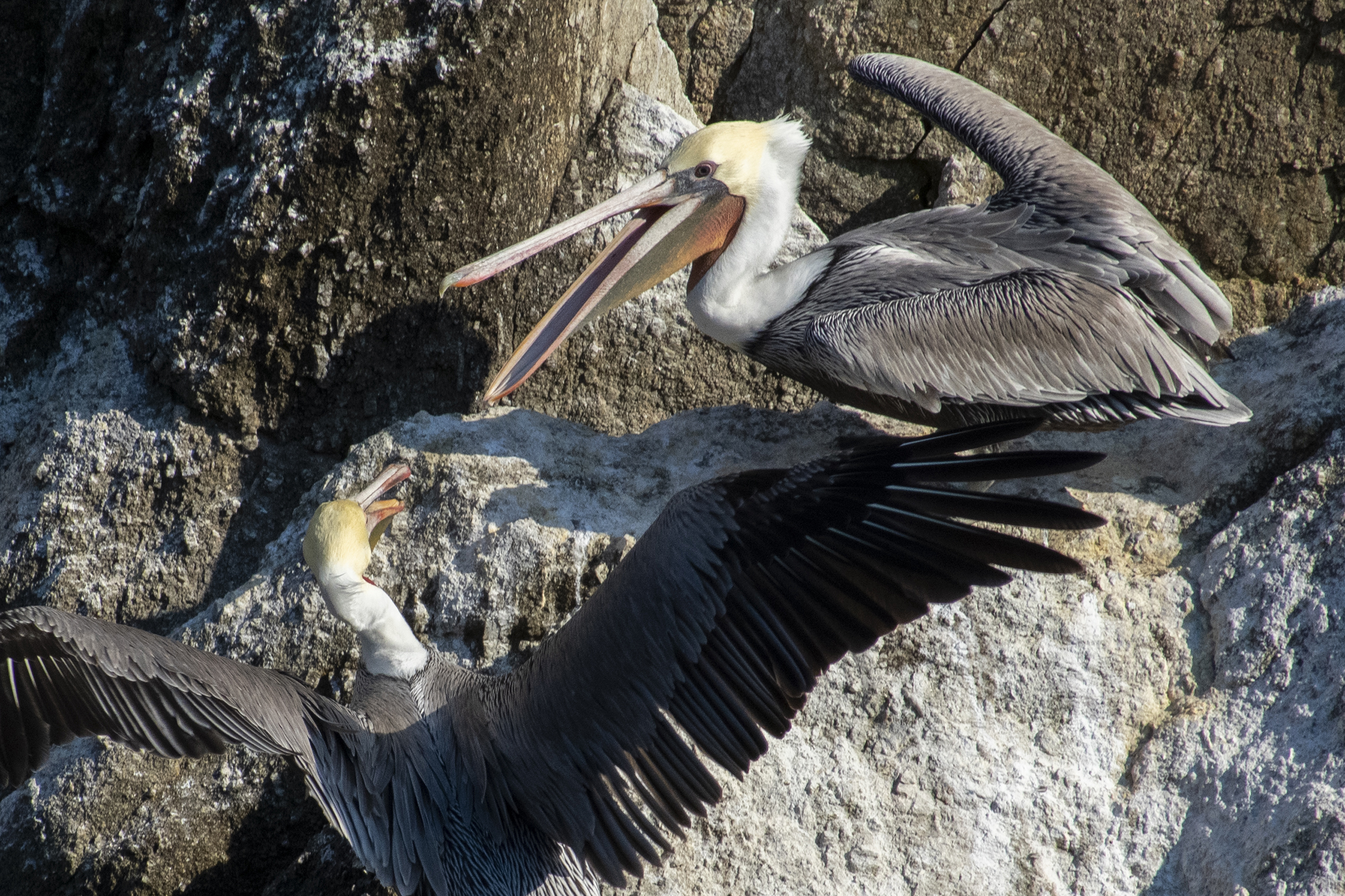 Two pelicans bickering over a rock