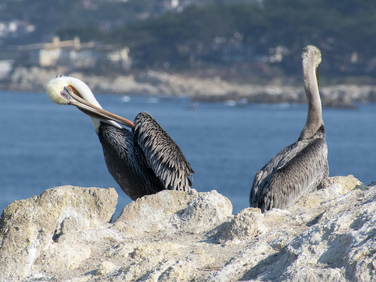 A two roosting pelicans