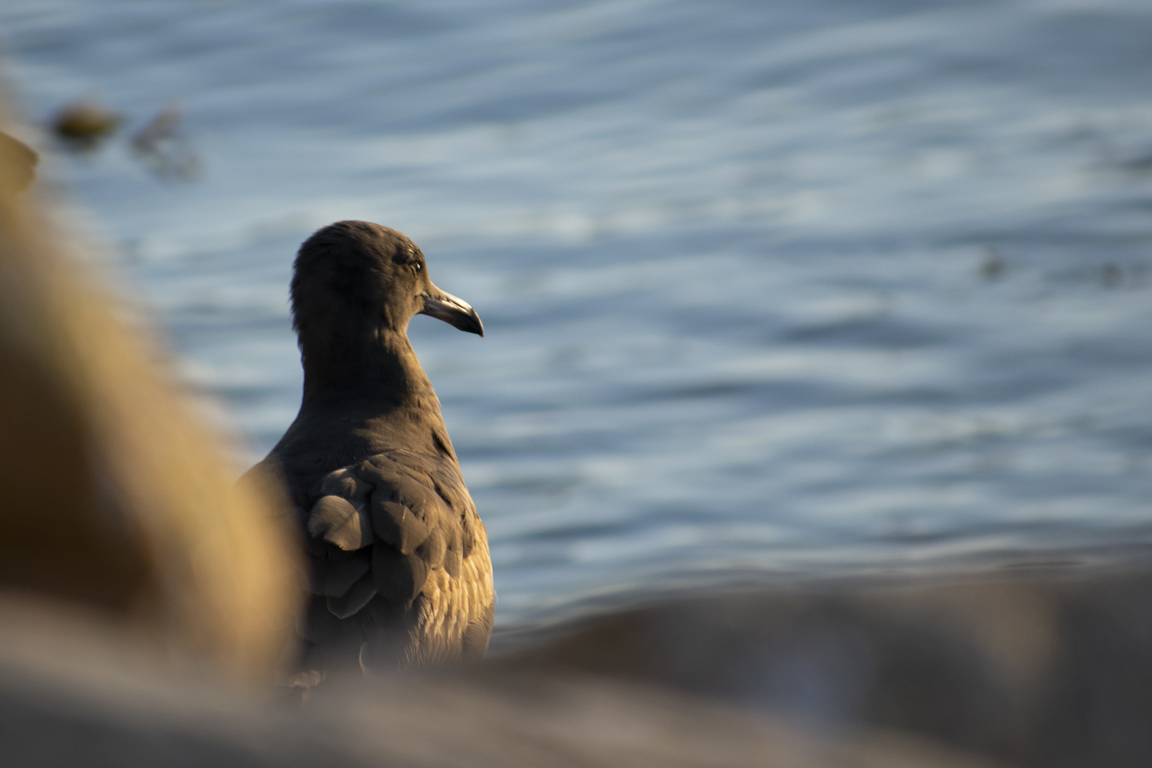 A lone bird by the water