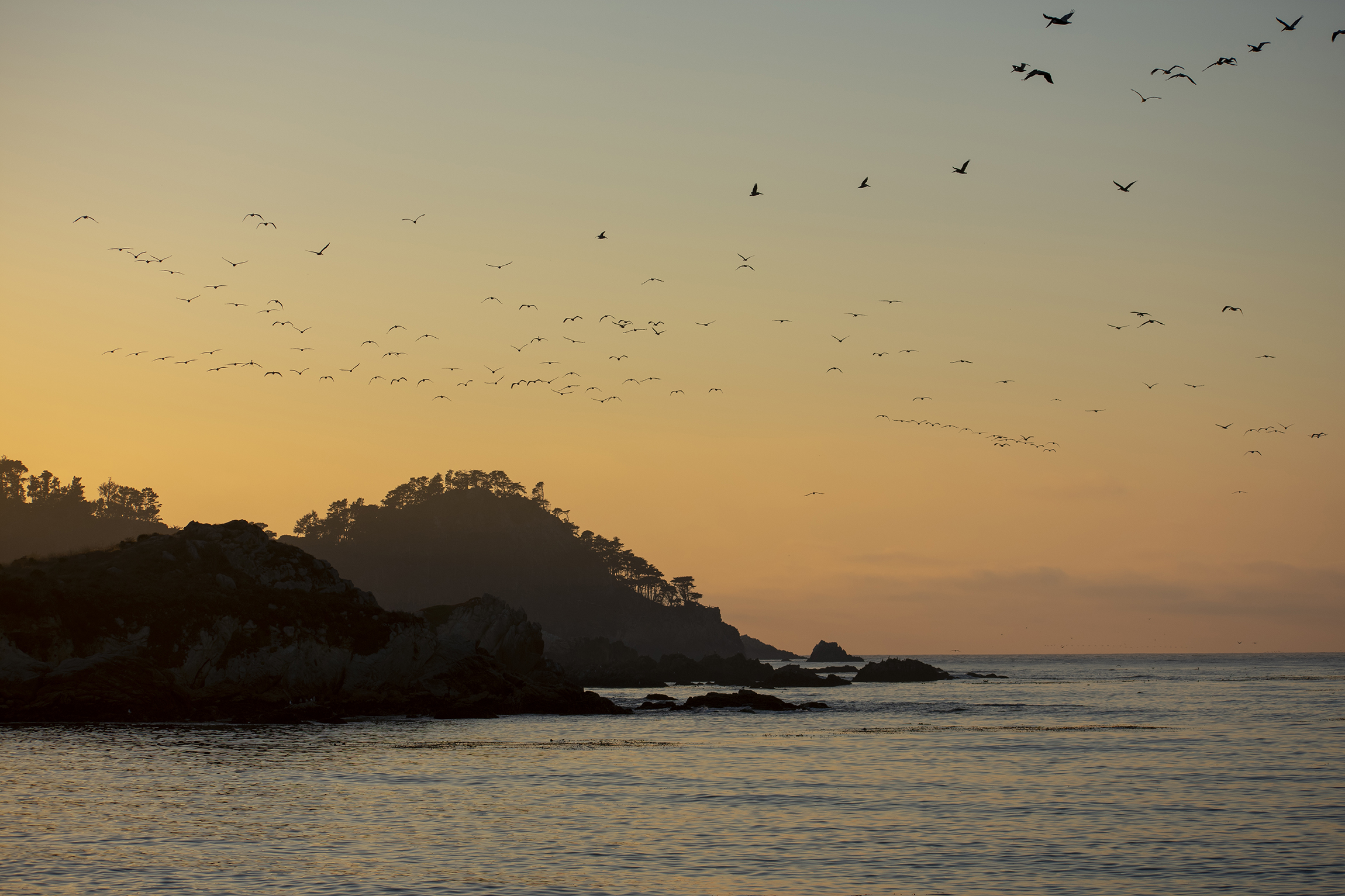 A sunset with birds at Carmel By-The-Sea