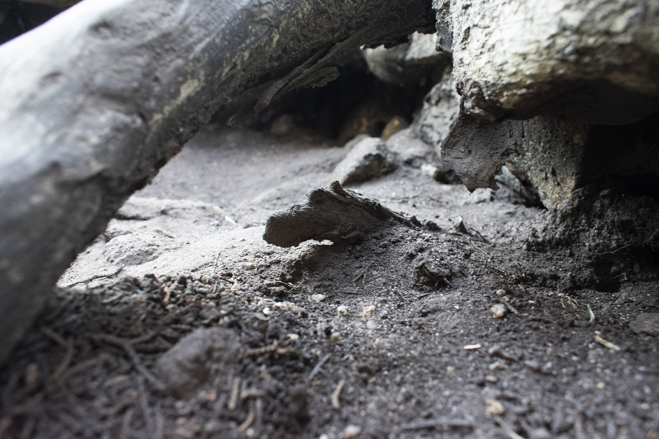 A near-alien landscape