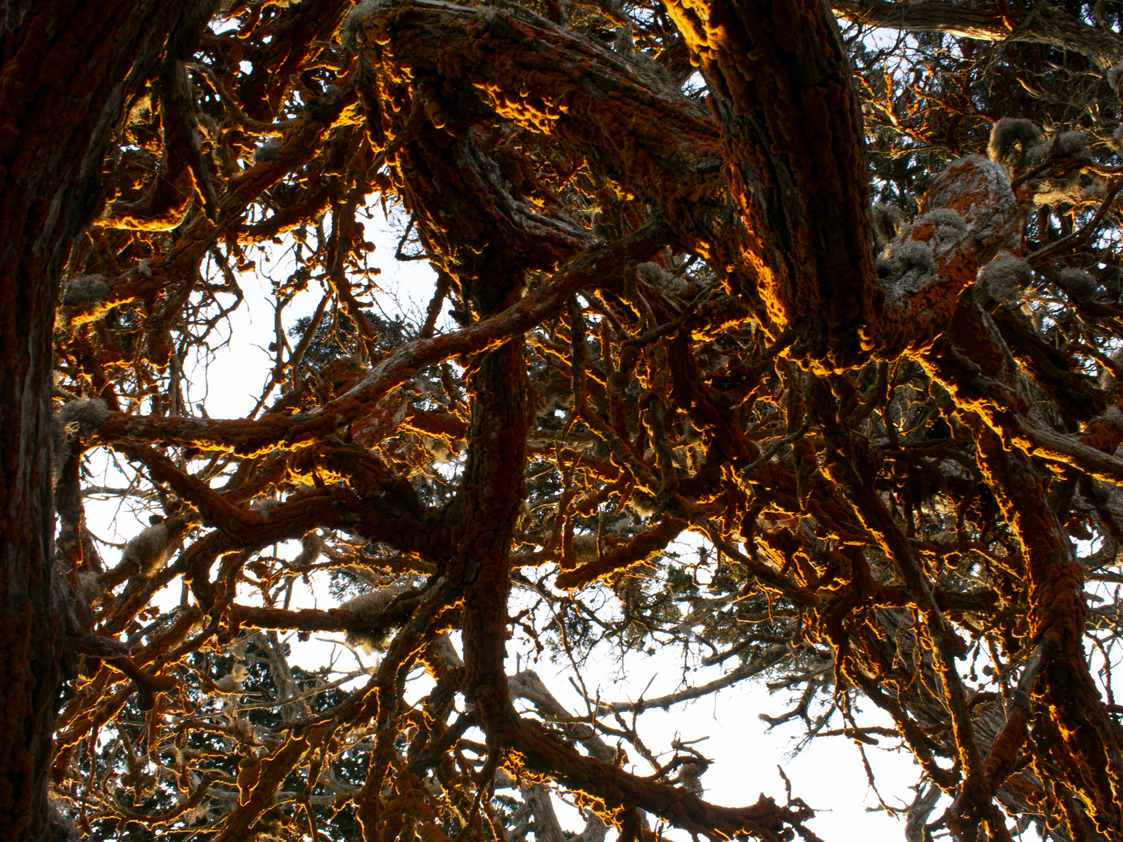 Orange moss on the branches of a tree